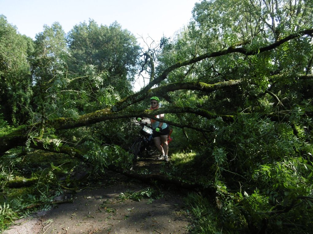 Chagny - Chalon sur Saône - St Gengoux le National - la nature en souffrance après tempête
