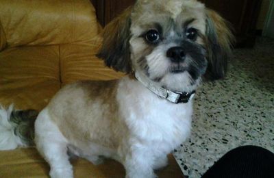 Mon shih tzu ne mange plus