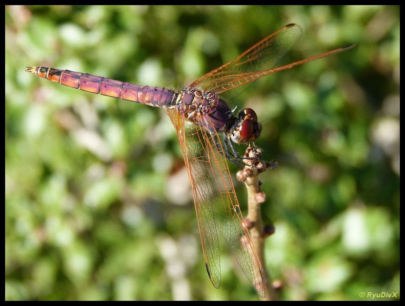 2011-09-14-Etang-des-Aulnes