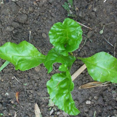 PETITE SALADE