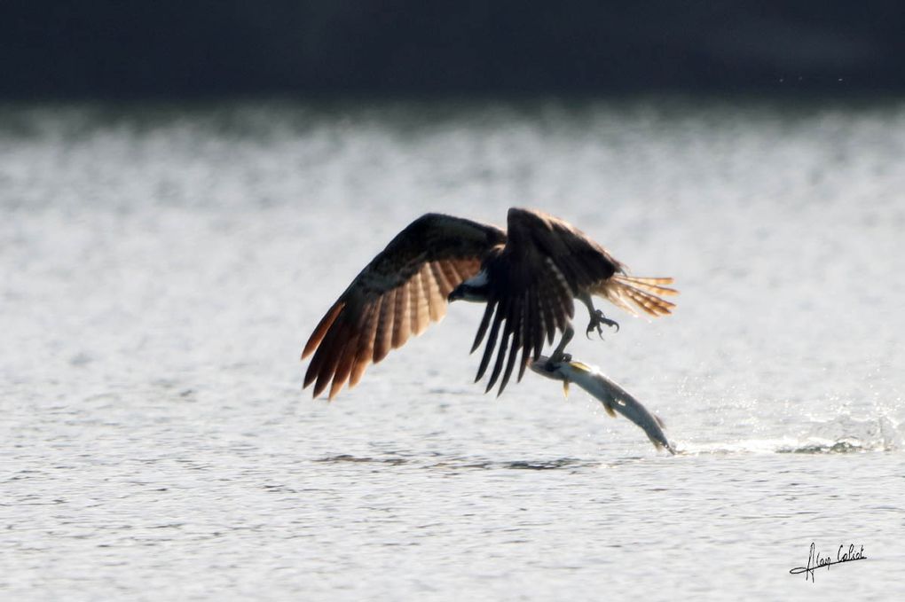 Balbuzard pécheur à Ondres et au marais d'Orx