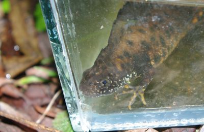 Sortie amphibiens du 12 février 2016 : des tritons, des dragons !