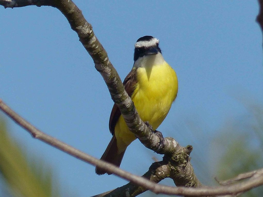 Oiseaux d'Amerique du Nord et Centrale 