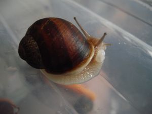 Snail Porn ou petit traité de l'amour et de la sexualité chez les escargots