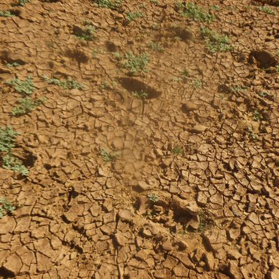 La saison sèche, une terre tellement sèche