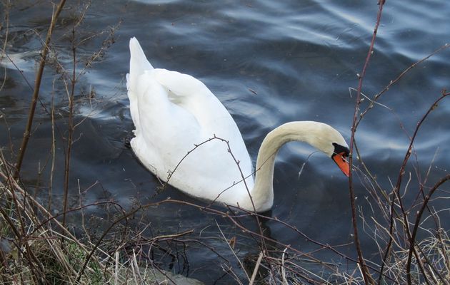 Cygne tuberculé