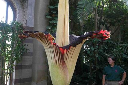 La plus grosse fleur au monde ....