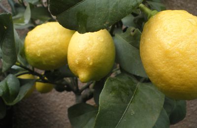 LES BIENFAITS DU CITRON ...