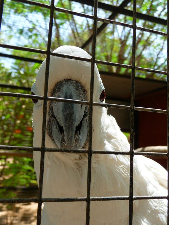 Album - Reserve des oiseaux exotiques