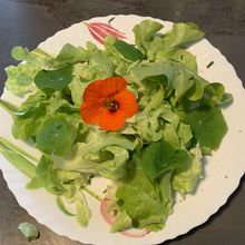 La recette du dimanche : la salade mêlée aux feuilles et fleurs de capucines