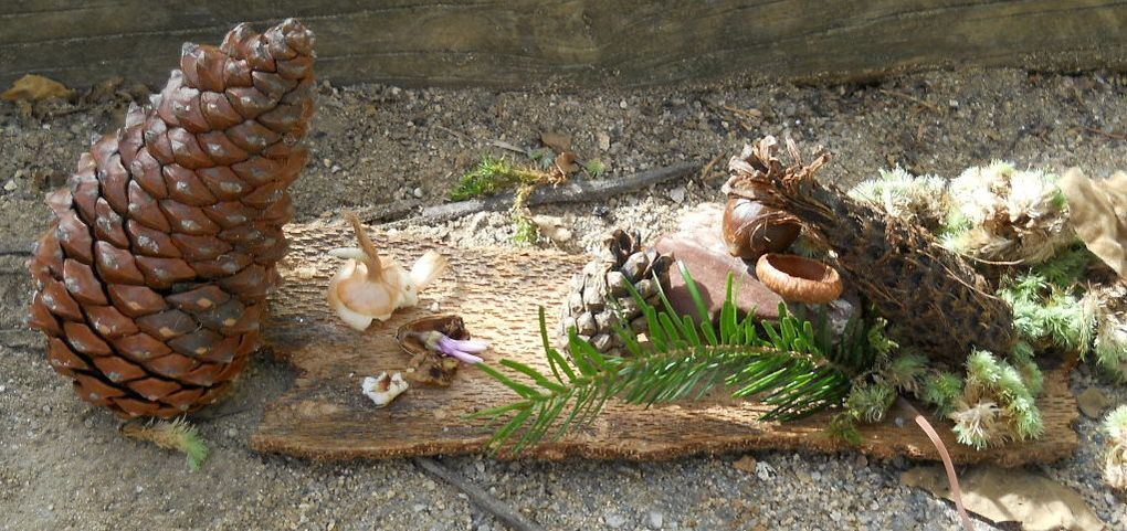 Collectes de la forêt de Mareuil installées dans la cour de derrière au retour de notre sortie.