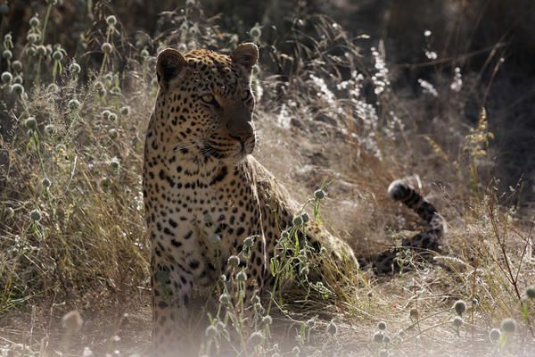 Quelques images de la Namibie principalement le Kalahari et Sossulvlei. J'ai adoré la palette de couleurs de ce pays, le contact des populations, les lodges, le soleil, la cuisine enfin j'y retournerai et cette fois je ferai des vues aériennes.