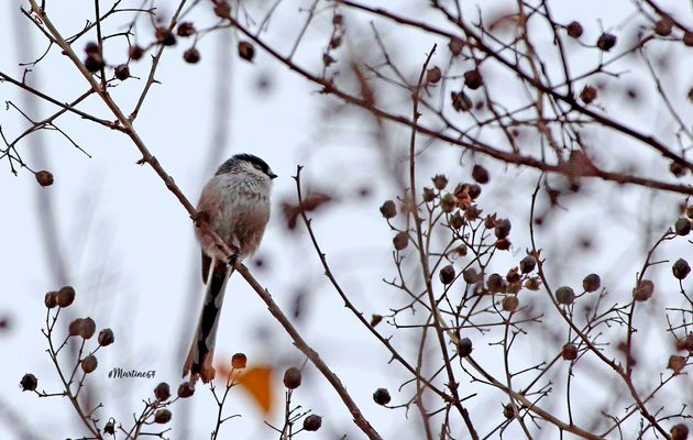 Les oiseaux du  29 février