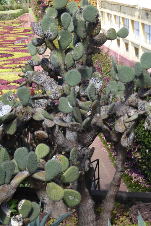  LES FLEURS DU JARDIN BOTANIQUE