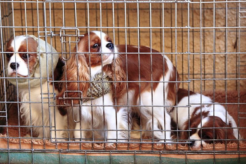 Déroulement de la journée Cavalier King Charles.