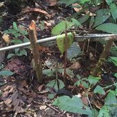 Caçadores invadem área de indígenas isolados no Vale do Javari - Amazônia Real