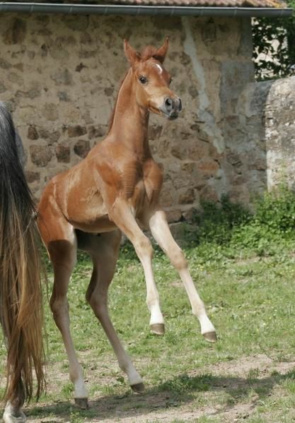 Album - poulains d'Europe's Padron - Europe's Padron foals 