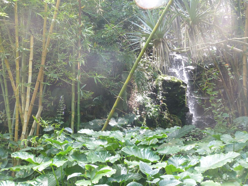 ma 1ere ballade seule, partie du Cap Méchant, puis Terre Brûlée, L'anse des cascades, et enfin Sainte Rose. Magnifique....