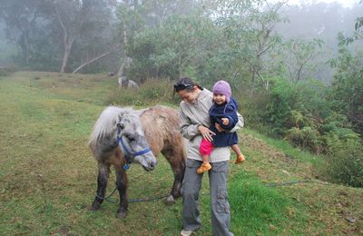 Poneys dans la brume