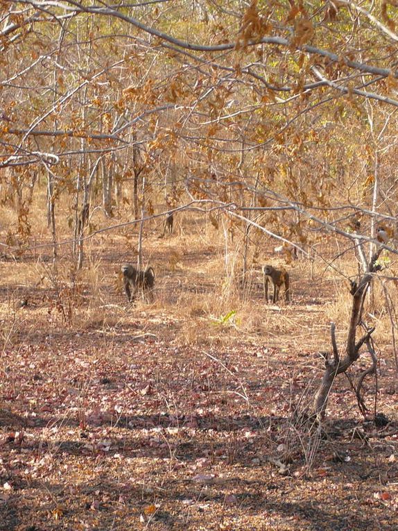 Album - Paysages d'Afrique / African landscapes 2010