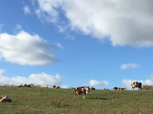 Ils ont aussi gratté la terre avec nous et semé des haricots et autres plantes qu'ils ont eu loisir de voir grandir.Une escapade dans le sud : cherchez la photo intruse  Puis les saisons ont passé. J'ai tout de même pu peindre un peu.  Le 2ème confinement est arrivé. On a juste eu le temps d'aller sur les sommets enneigés...
