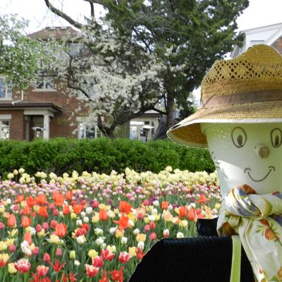 Les escapades de Barnabé : Le festival des tulipes d'Ottawa