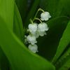 mai, mois fleuri, fleurs brodées