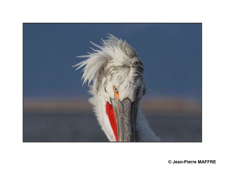 Le pélican frisé se reproduit dans les marais et les lacs peu profonds. C’est l’un des plus grands oiseaux du monde.