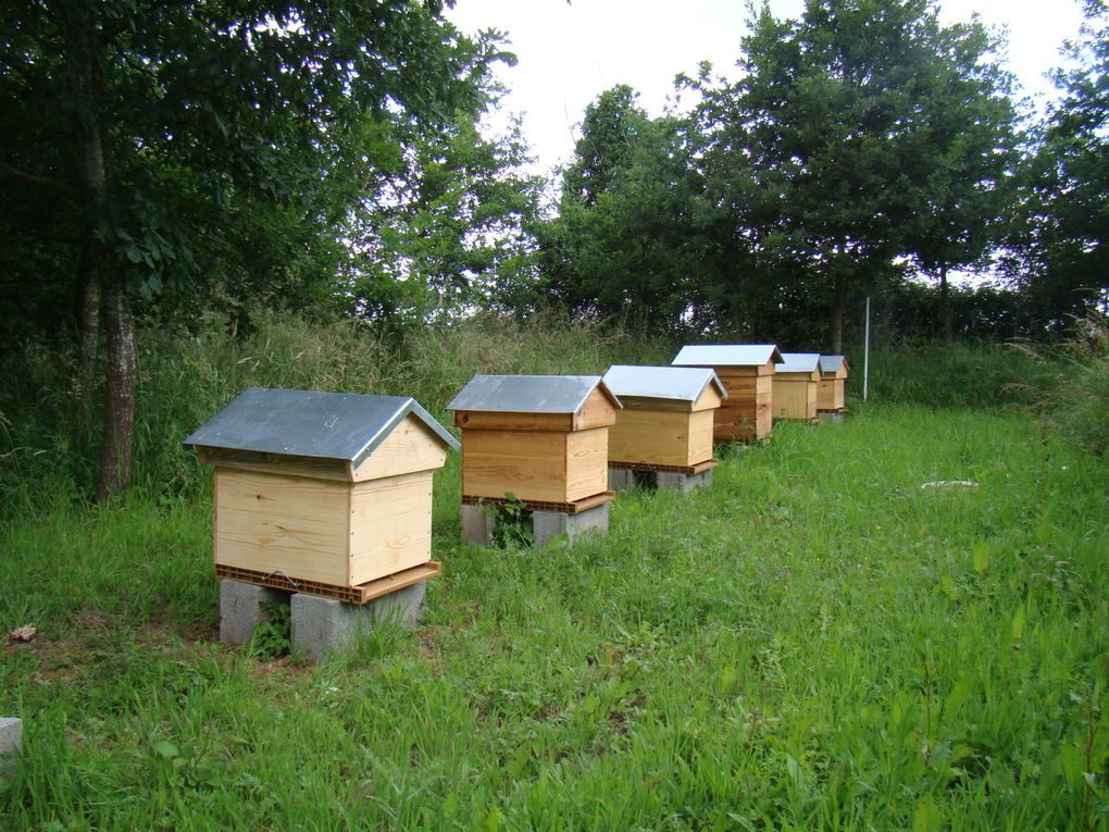 Essaim d'abeilles posé sur une borne de sécurité en bord de route entre la voie routière et la voie cyclable! Face au Collège du Pinier à MELLE! Gloubs!!!