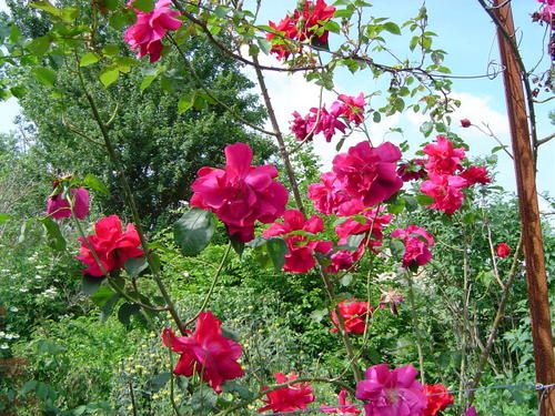 Balade dans le jardin