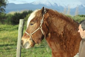 blondin , David et le canigou