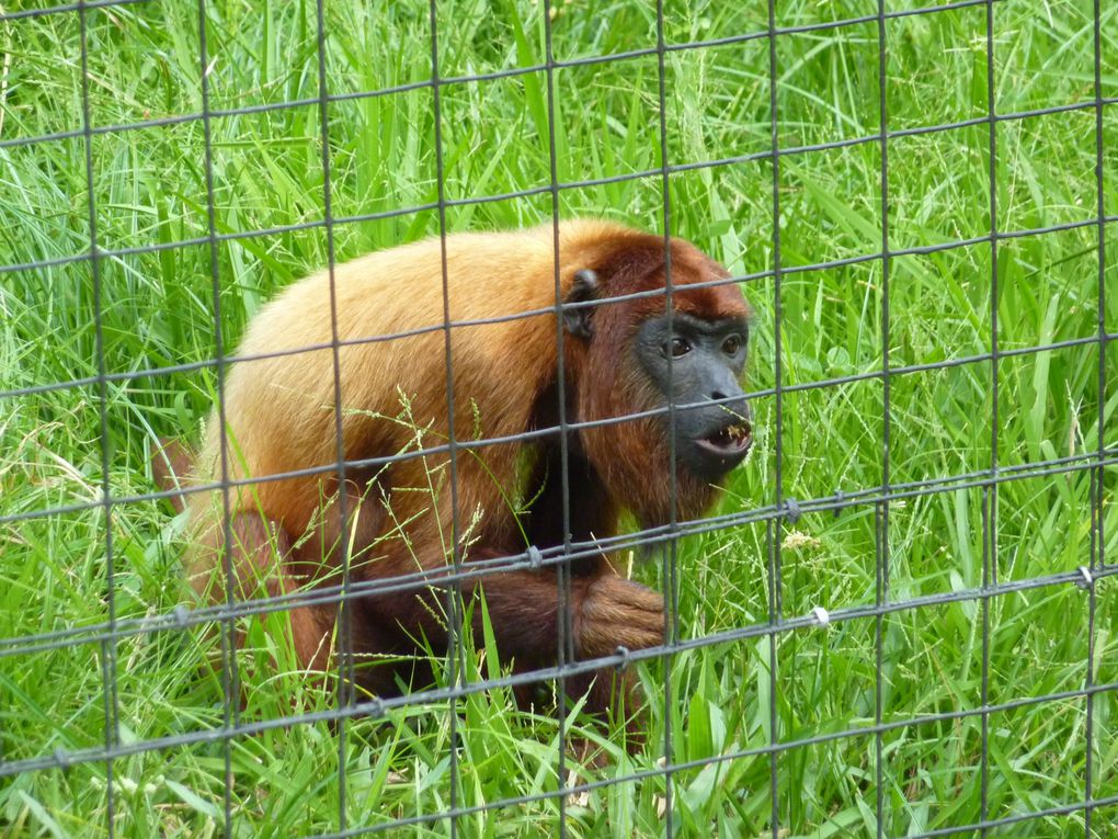 Album - ZOO-de-CAYENNE