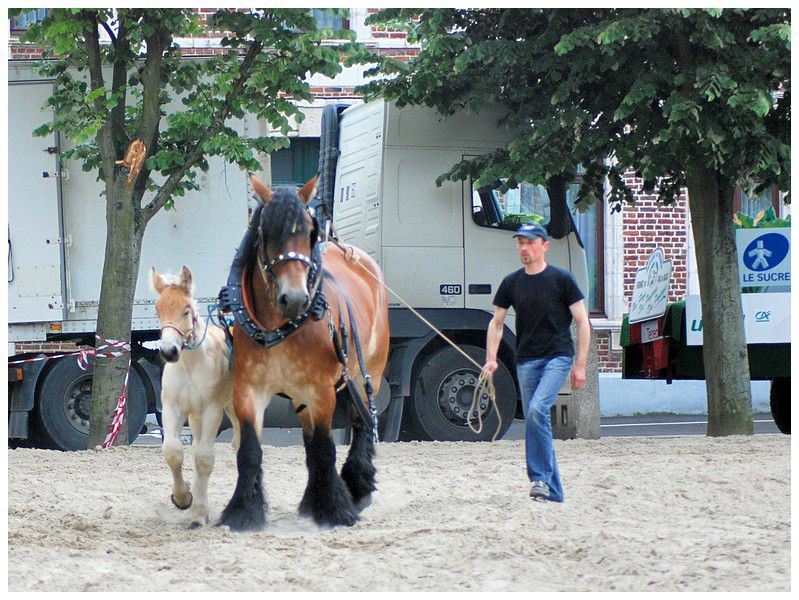 Album - Chevaux-Boulonnais-TraitduNord