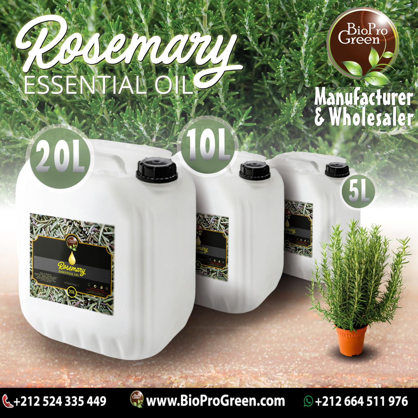 ROSEMARY OIL