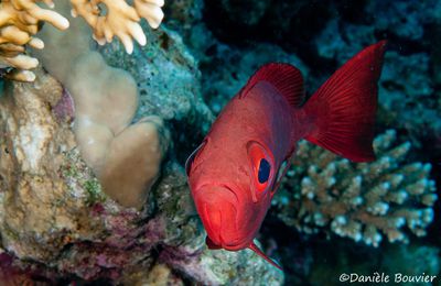 En rouge