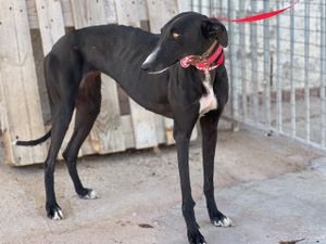 lévrier galga noire 3ans a adopter chez sos chiens galgos