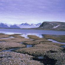 La biodiversité animale disparaît à vue d'oeil