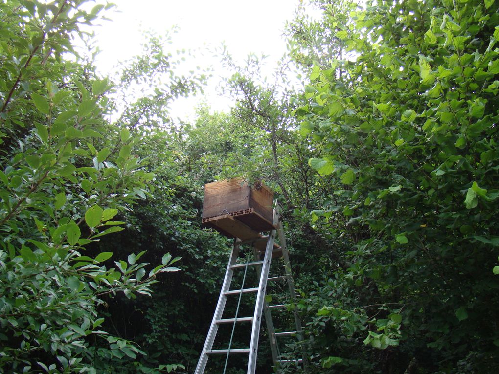 Suspendu à une branche du mirabellier!