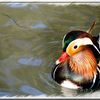 Canard mandarin