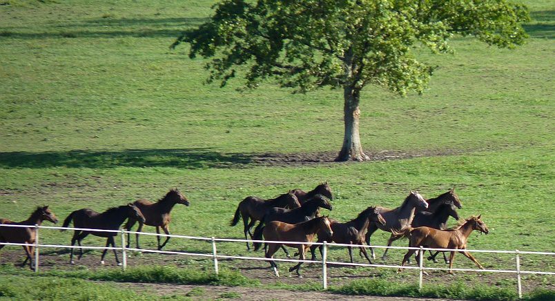 Album - Chevaux