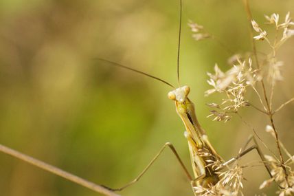 Rencontres des jeunes mantes ...