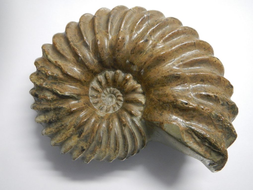 Album - Ammonites