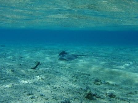 Album - Polynésie - Archipel des Tuamotu