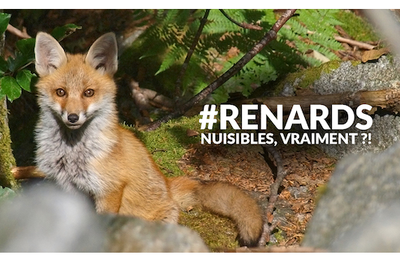  #Renards. Nuisibles, vraiment ?!