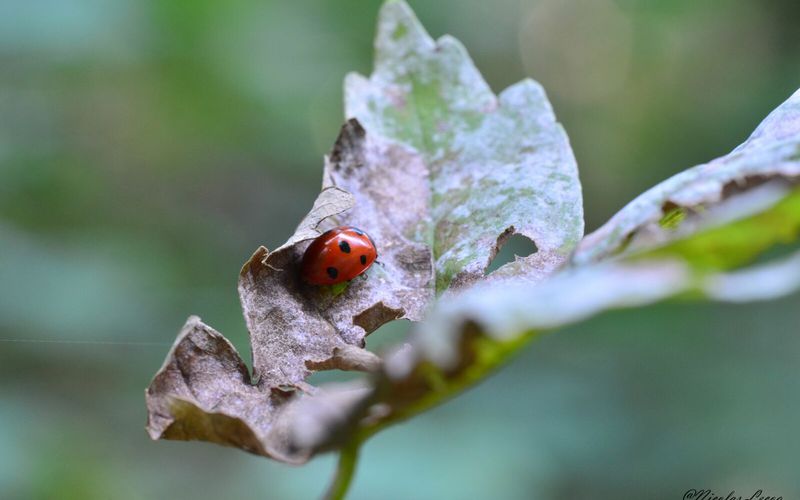 Coccinelle