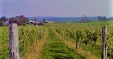 #Chardonnay Producers Connecticut Vineyards