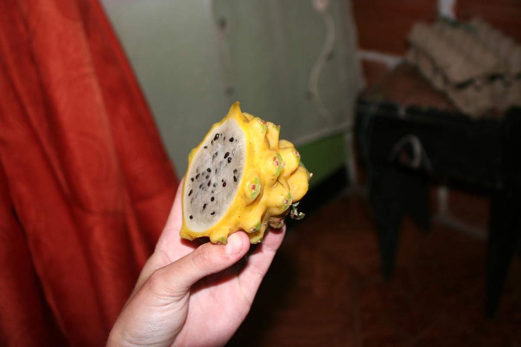 Pitaya