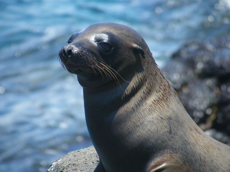 Photos et images des Galapagos.