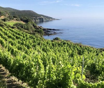 LA CORSE ET LE VIN.