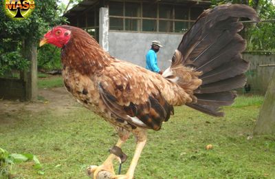 Gaya Bertarung Dari Ayam Bangkok Blirik